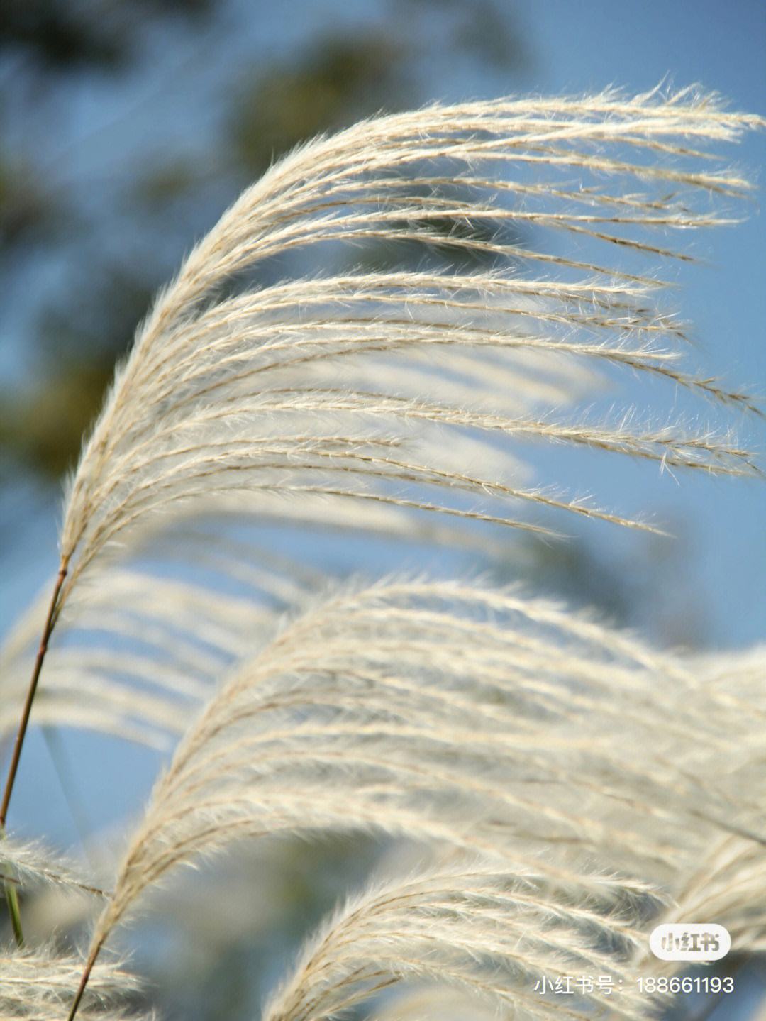 git 将dev分支的代码合并到master